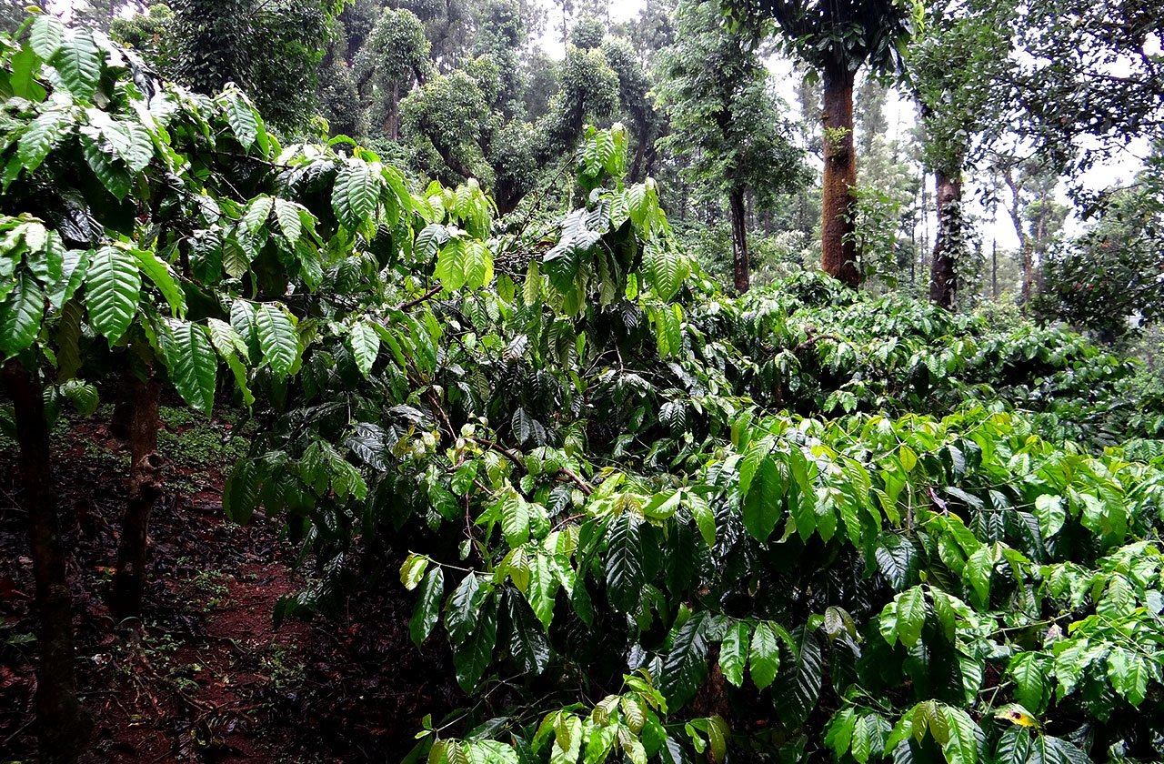 honduras